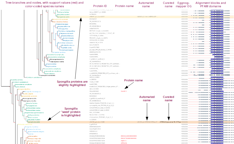 Phylogenetic tree with branch support values, species names, protein IDs and names, automated and curated name, eggnog-mapper OG and alignment blocks and PFAM domains.